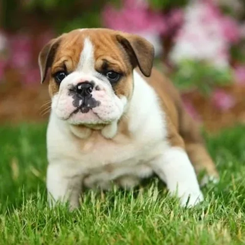 Duke