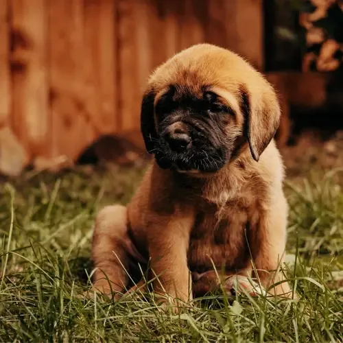 Duke