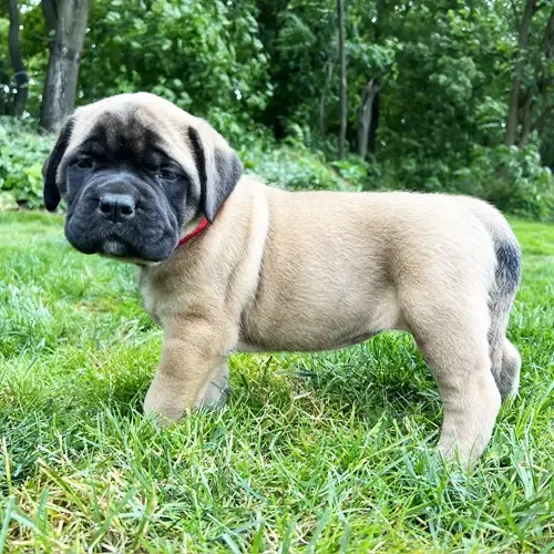 Dolly