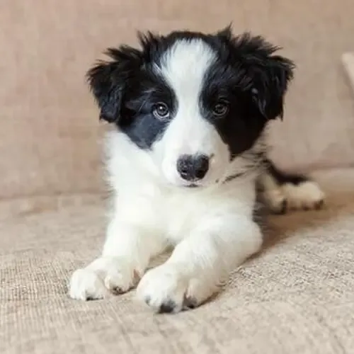 Echo