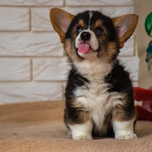 Black & Tan Devilish corgi