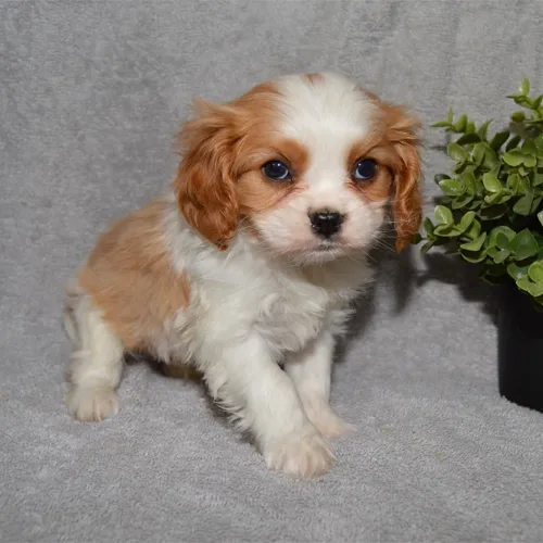 Blenheim Cavalier King Charles Spaniel