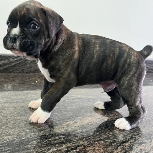Brindle