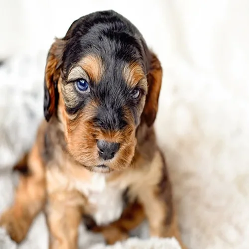 Phantom Cockapoo
