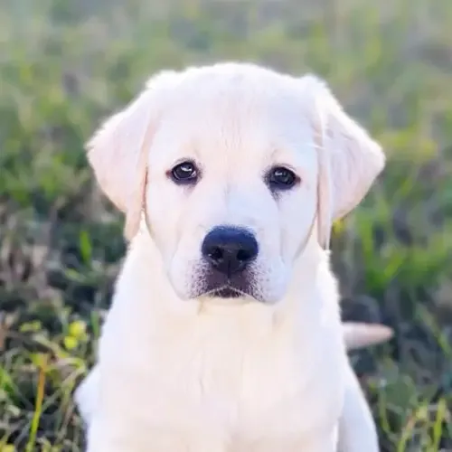Finn