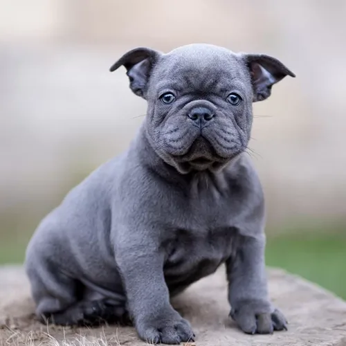 Frenchie