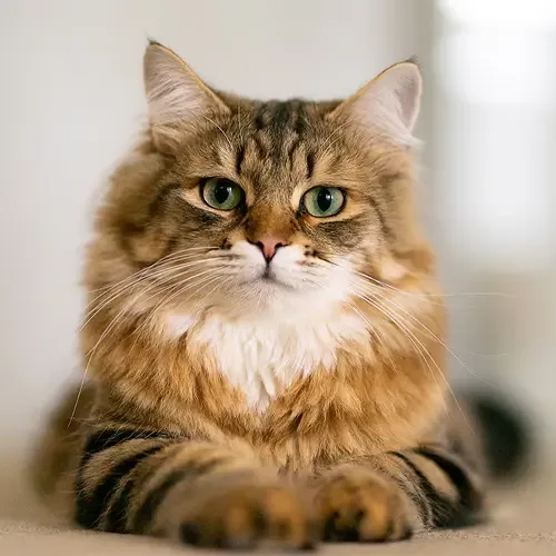 Brown Tabby