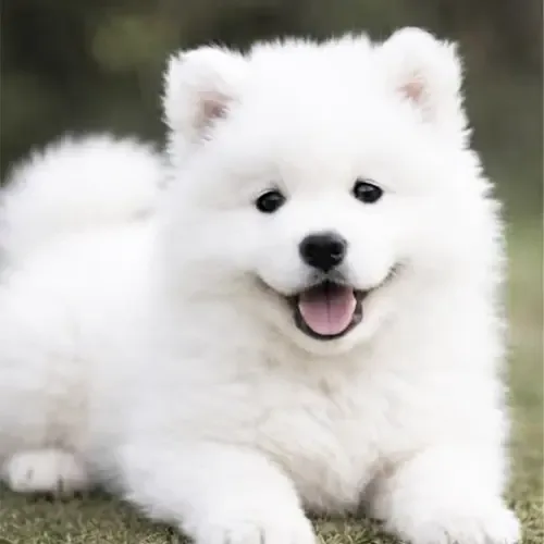 George