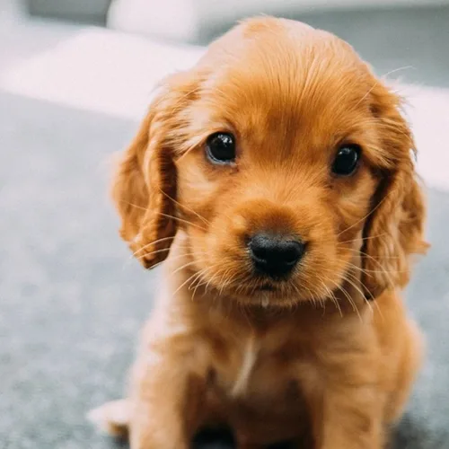 Ginger