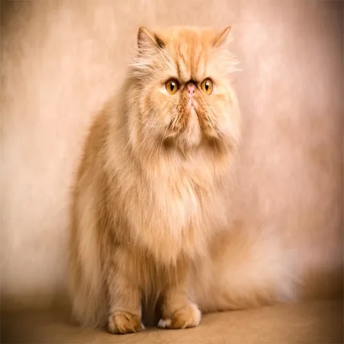 Solid Red Persian