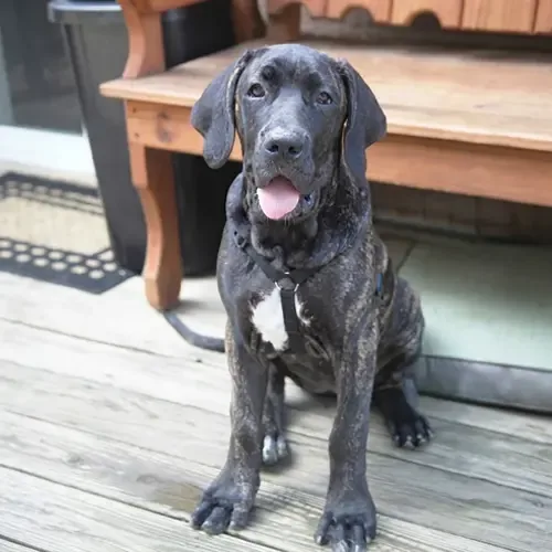 Brindle Brazilian Mastiff