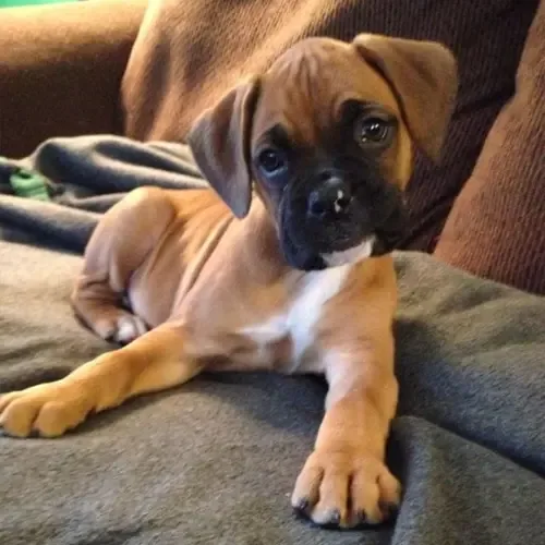 Gizmo