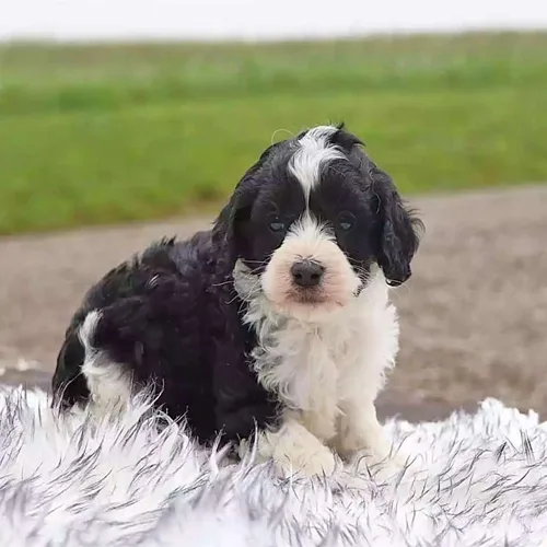 Black & White Cavapoo