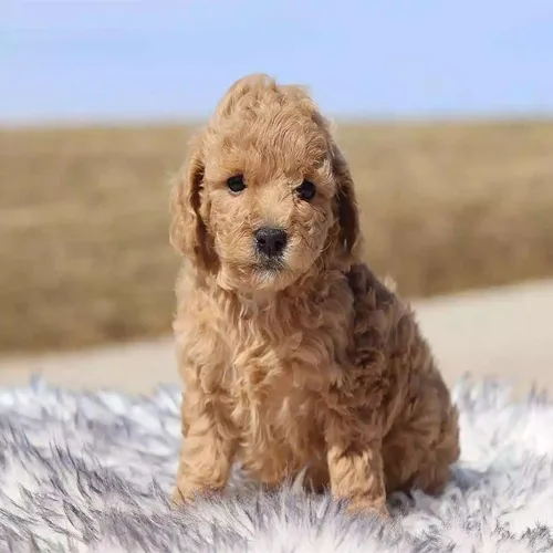 Golden Cavapoo