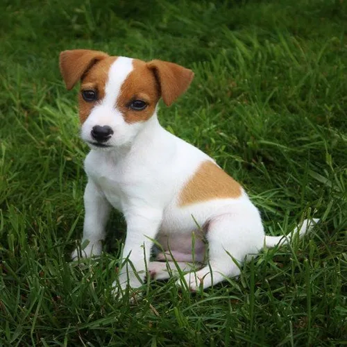 Tan Jack Russell