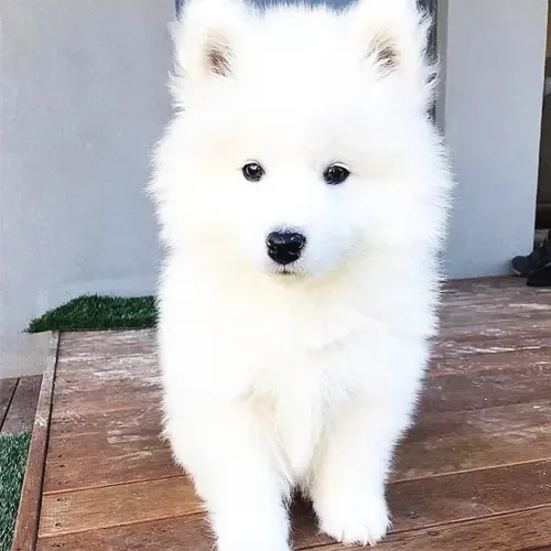 lilia