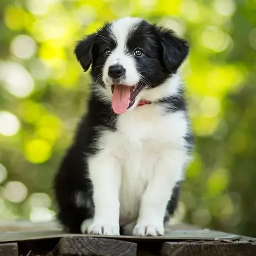 Hazel
