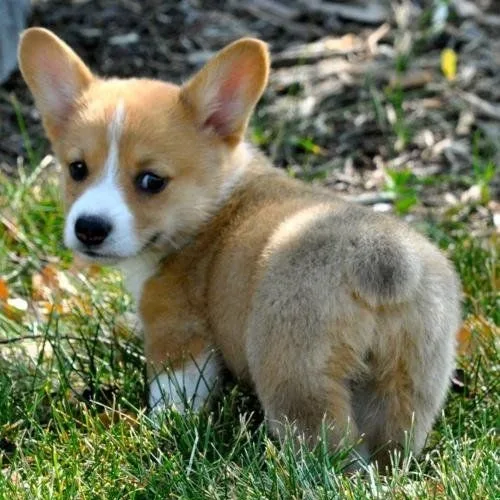 Red & White Devilish corgi