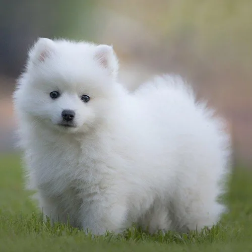 White German Spitz