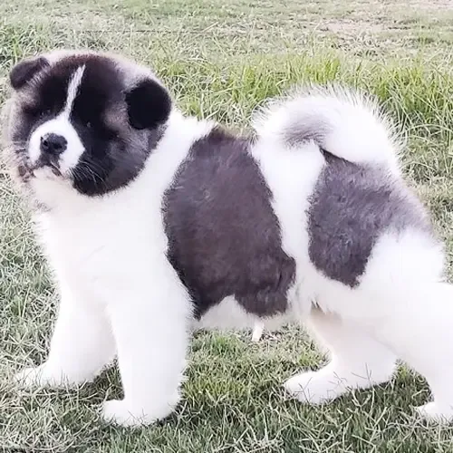 Hiro