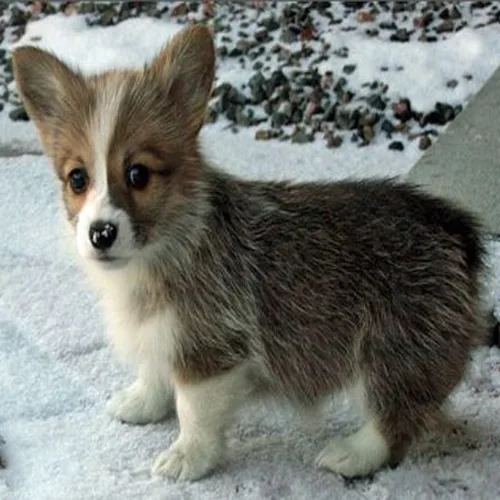 Sable & White Devilish corgi