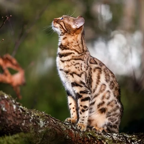 Brown Spotted Bengal