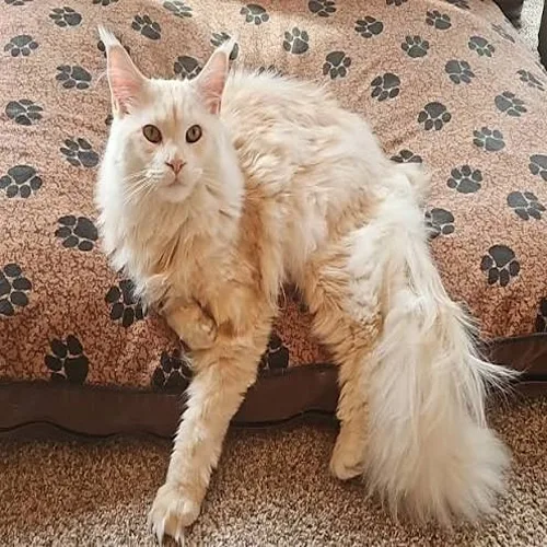 Cream Maine Coon