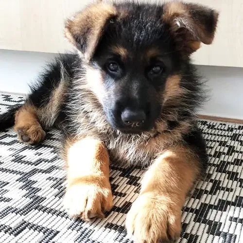 Ivan