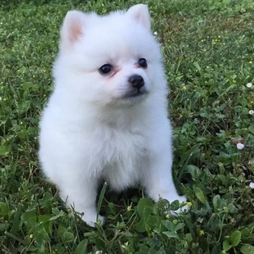 Ivy