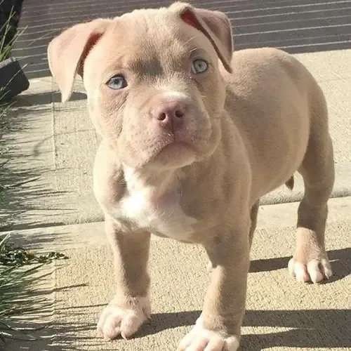 Jack