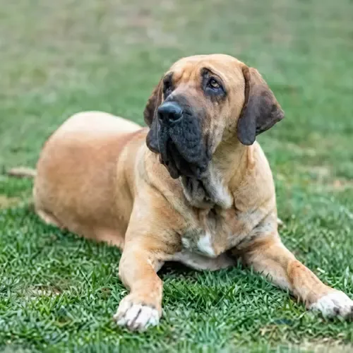 Fawn Brazilian Mastiff