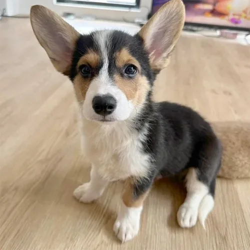 Black & Tan Devilish corgi