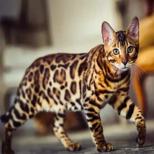 Brown Spotted Bengal