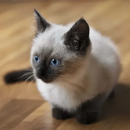 Seal Point Siamese