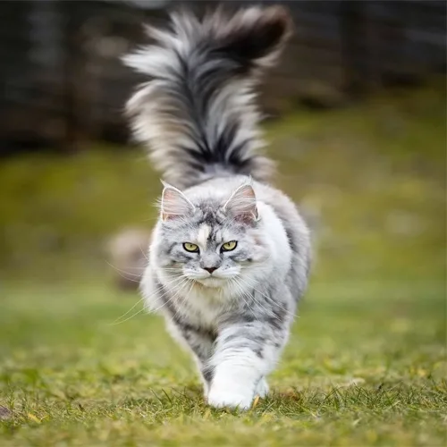 Silver Maine Coon