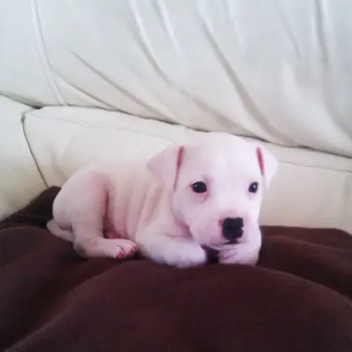 White Dogo Argentino