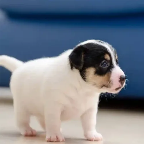 Tan Jack Russell