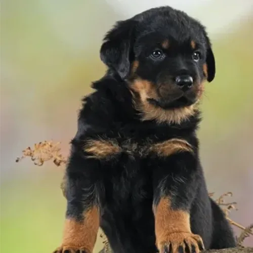 Black & Rust Rottweiler