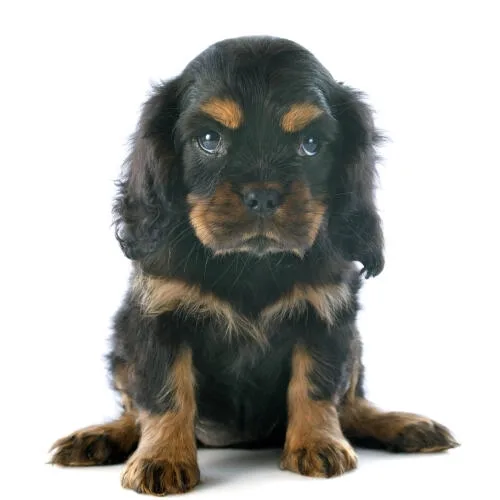 Black & Tan Cavalier King Charles Spaniel