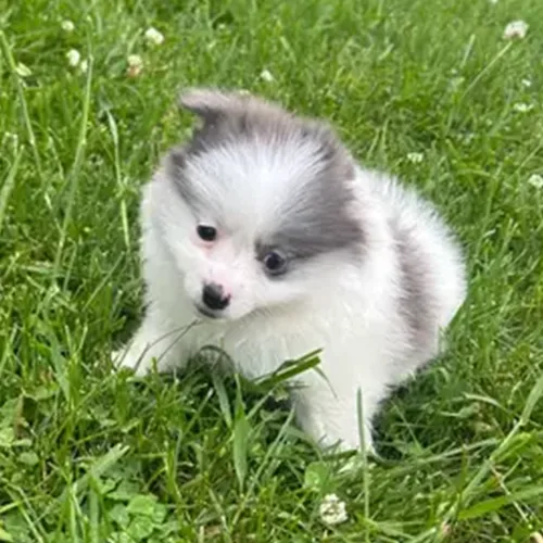 Kai