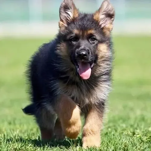 Kaiser