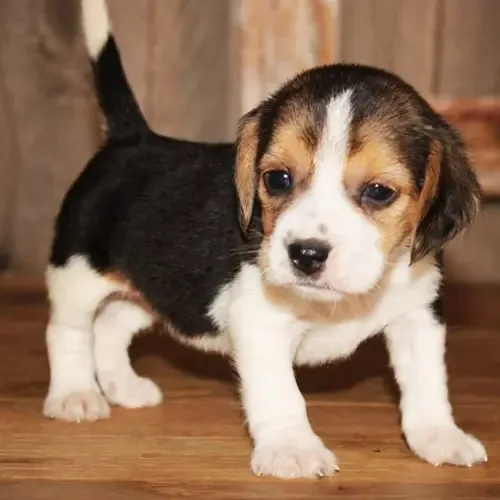 Kaiser
