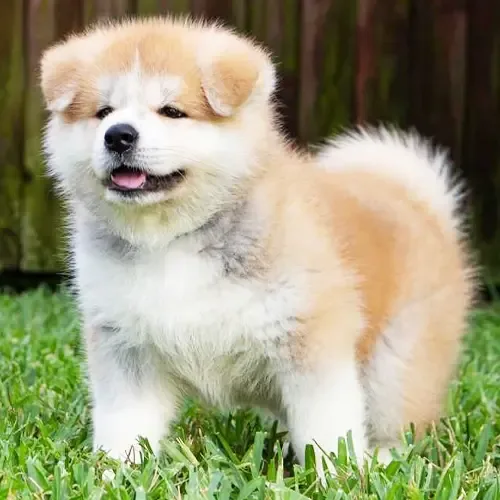 Cream & White akita