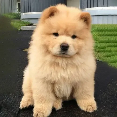 Koda