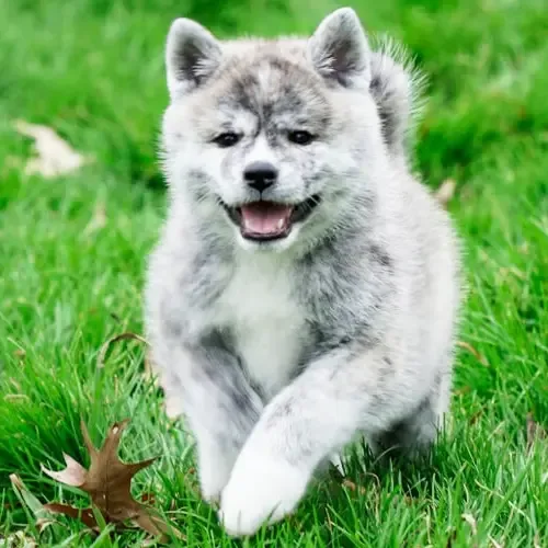 Silver Gray Akita