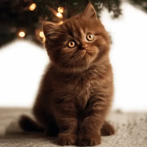 Black British Shorthair