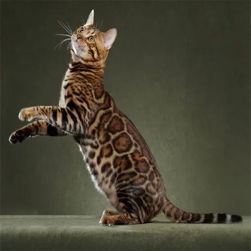 Brown Spotted Bengal