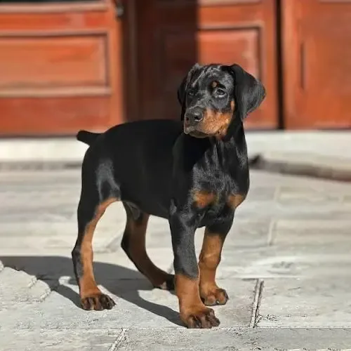 Leo