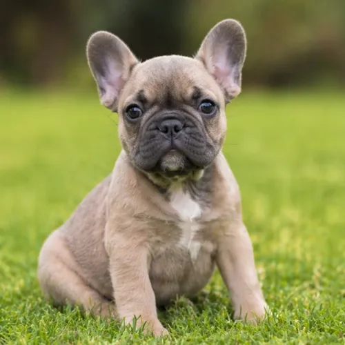 French Bulldog