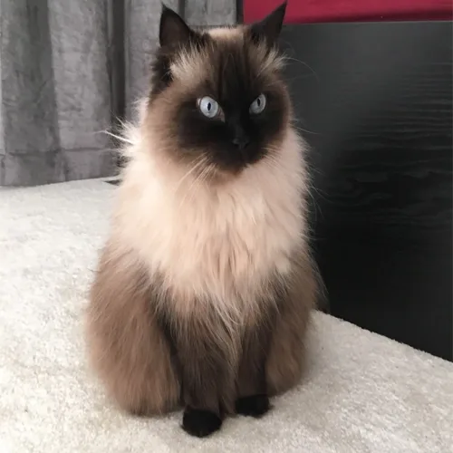 Seal Himalayan